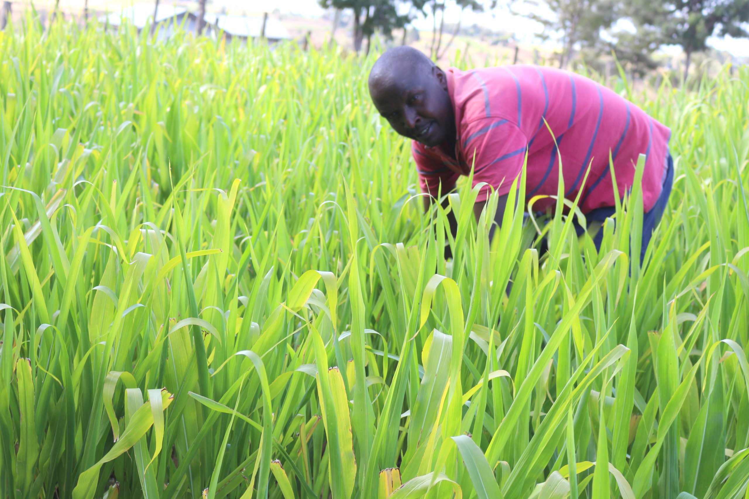 tips-for-making-quality-silage-the-organic-farmer