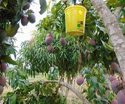 Image showcasing Integrated Pest Management Methods That You Should Adopt in Your Mango ...